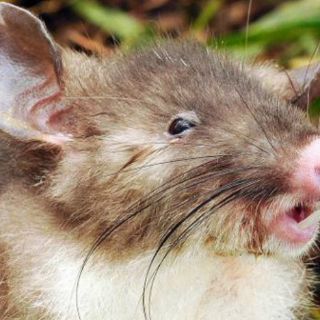 Descubren nueva especie de mamífero en Indonesia