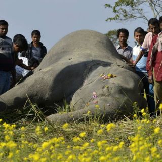Catorce elefantes son envenenados en Zimbabue