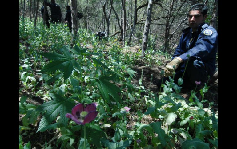 El aumento de cultivo de amapola, expresó, impacta en el aumento de producción y tráfico de heroína desde México a los EU. NTX / ARCHIVO