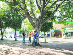 En plena glorieta del cruce de Circunvalación y Alcalde frecuentan los “coyotes”, frente a la Secretaría de Movilidad. EL INFORMADOR / A. García