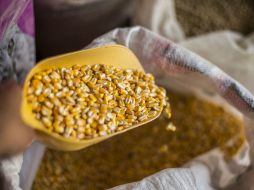 Hay diferentes tipos de maíz altos en proteínas o en aceite y cada uno tiene varios compuestos que favorecen la salud. EL INFORMADOR / ARCHIVO