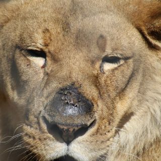 Zoológico danés diseccionará una leona en público