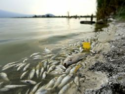El fenómeno ha dejado tres toneladas de peces muertos. EL INFORMADOR / ARCHIVO