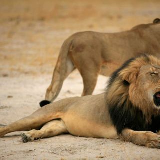 Zimbabue no solicitará extradición de dentista que cazó a Cecil