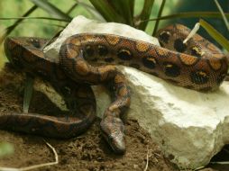 La caracterización de los venenos da como resultado el estudio de enzimas que se pueden manipular para el uso humano. EL INFORMADOR / ARCHIVO