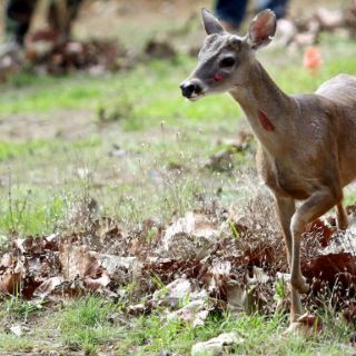 Personalidad de los animales puede ser factor clave en la supervivencia