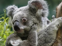 La bacteria produce lesiones en los genitales y los ojos de los koalas consumiéndolos hasta la muerte. AP / ARCHIVO