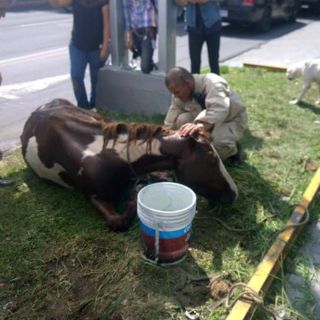 Alfaro explica caso de caballo en la Romería