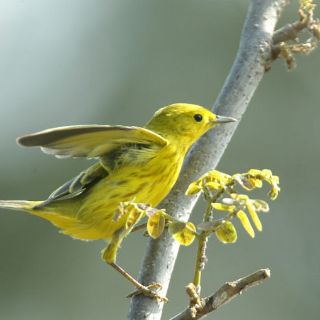 Efectos del cambio climático, hasta en las alas de las aves: experto