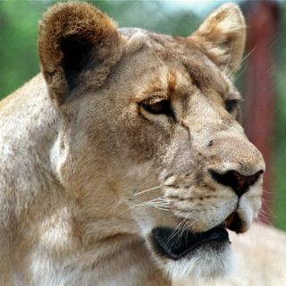 Disección de leona en zoológico de Dinamarca crea polémica