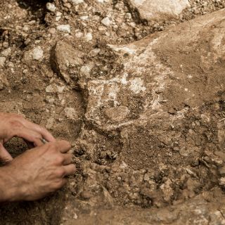 Un fósil español, evidencia mundial de la evolución del pelaje en mamíferos