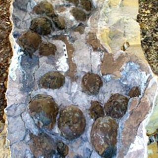 Hallan en Mongolia primer nido con crías del dinosaurio con 'pico de pato'