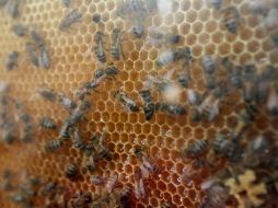 Algunas plantas, a través de un compuesto secundario presente en el néctar como la cafeína, podrían estar engañando a las abejas. EL INFORMADOR / ARCHIVO