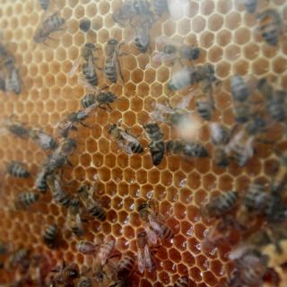 Cafeína, igual de adictiva para abejas y humanos: estudio