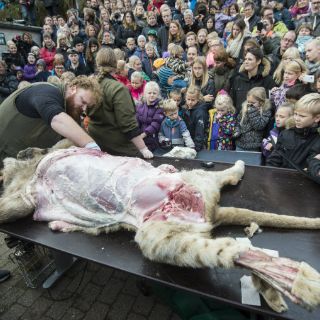 Zoológico danés disecciona un león en público pese a protestas