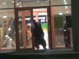 Según la policía local, el animal se escapó del centro comercial, y luego se vio acorralado en el patio de una escuela infantil. YOUTUBE / RT