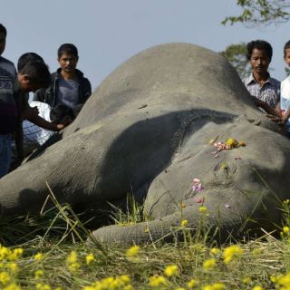 Cazador alemán mata a elefante en Zimbabue