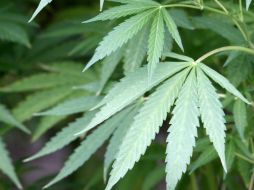 Si bien la prohibición de consumir mariguana es constitucional, no se puede considerar como absoluta, destacan. NTX / ARCHIVO