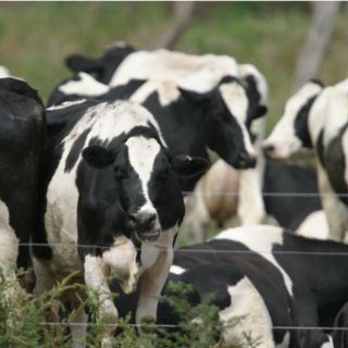 Farmacéutica veterinaria, necesaria para preservar salud animal