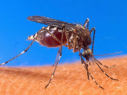 La chikungunya se distingue por el dolor articular que llega a ser incapacitante y que puede presentarse antes de tener fiebre.  /