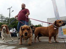 Los resultados fueron reportados en un artículo publicado el lunes en la revista Proceedings of the National Academy of Sciences. EL INFORMADOR / ARCHIVO