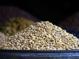 Trabajaron con especies de fríjol a las que les introdujeron genes para aumentar la producción de moléculas que originan ácido fólico. EL INFORMADOR / ARCHIVO