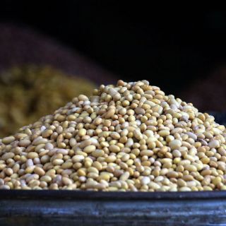 Desarrollan variedad de frijol con altos niveles de ácido fólico