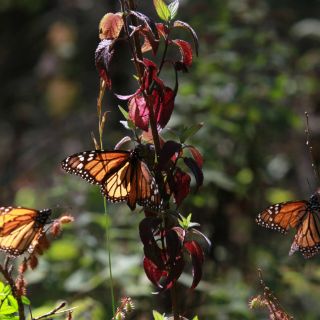 Mariposas monarca sacan provecho de la sequía en California
