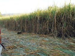 La Alianza del Azúcar ha argumentado que importaciones subsidiadas por México habían reducido el precio del producto sin refinar. NTX / ARCHIVO