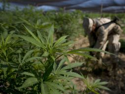 La SCJN discutirá la propuesta de eliminar la prohibición total del cultivo de mariguana para consumo. AFP / ARCHIVO