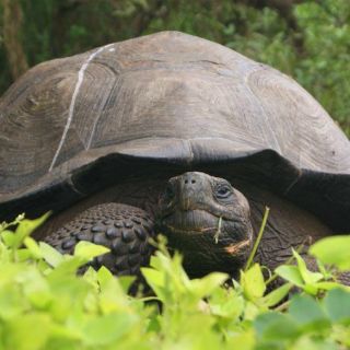 Descubren nueva especie de tortuga en isla Galápagos