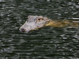 Esta es la primera vez que una persona fallece por un ataque de un caimán en Florida desde 2007. AFP / ARCHIVO