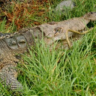 Cocodrilos se cuidan con uno de sus ojos mientras duermen