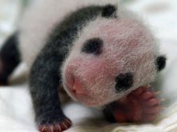 Las crías que han logrado sobrevivir tienen ahora entre uno y tres meses de edad y se encuentran en buen estado de salud. AFP / ARCHIVO