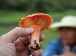 Actualmente, los hongos son utilizados para curar enfermedades a través de la herbolaria. EL INFORMADOR / ARCHIVO