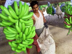 Al plátano es un alimento bueno para la salud y para el bolsillo. AFP / ARCHIVO