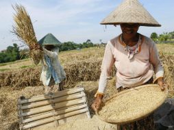 El 70 y 80 por ciento del arroz es producido en India y China. EFE / ARCHIVO
