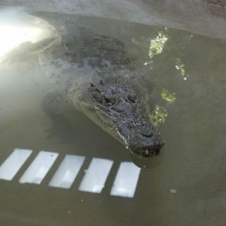 Rescatan a caimán en una alcantarilla en Florida