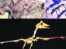 Maravilla. Alfredo de Stéfano nos presenta, un Mamut, dos Trilobites, una extremidad de Dinosaurio y el  enorme  Pterodáctilus Quetzalc EL INFORMADOR / P. Fernández