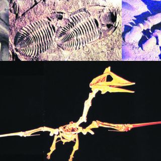 Coahuila: Cuna de Dinosaurios