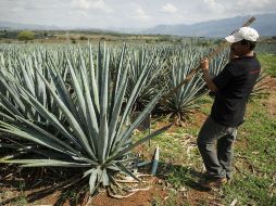 Afirman que el uso de energías elaboradas a base de desechos como el del mezcal, producirían energía eléctrica para una casa. EL INFORMADOR / ARCHIVO