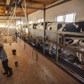 Jalisco es líder nacional en producción lechera