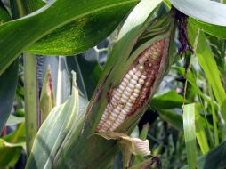 Explican que los cultivos transgénicos tolerantes a herbicidas están matando al resto de semillas. EL INFORMADOR / ARCHIVO