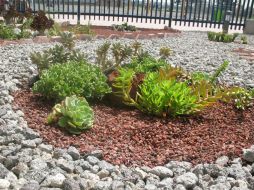 Promueven la implementación de jardines xéricos en planes de sustentabilidad, señala investigadora. NTX / E. Martínez