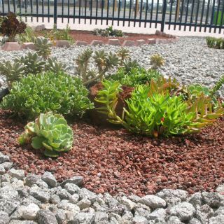 Jardines secos, una alternativa verde ante escasez de agua