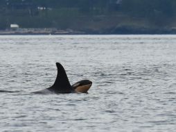Se cree que podría haber más crías de orca en camino. AP / H. MacIntyre/The Pacific Whale Watch Associat