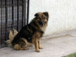 Desean que se aplique con rigor la ley de protección a los animales y se castigue al o a los responsables. EL INFORMADOR / ARCHIVO