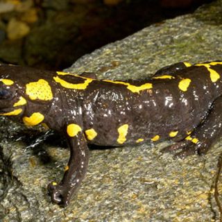 Evolución acabó con la capacidad regeneradora en vertebrados: estudio