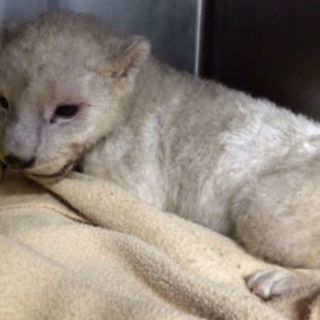 Rescatan dos cachorros de león blanco en el DF