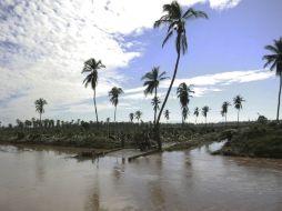 Daños en platanares y cocoteros. Cultivos de piña y papaya en la Costa, y caña y maíz en el Sur también fueron perjudicados. EFE / J. Núñez